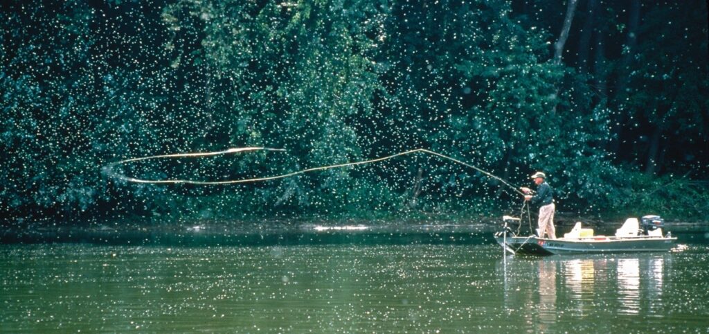 Learn to cast a fly rod